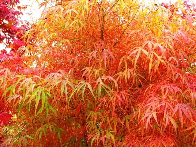Arce japonés Katsura - Acer palmatum Katsura