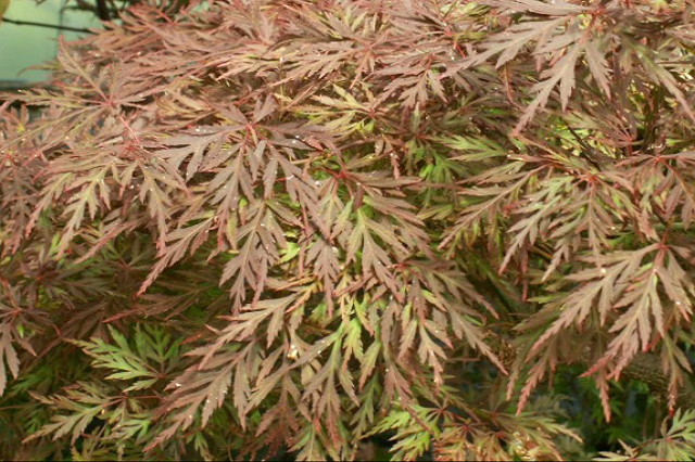 Arce japonés Orangeola - Acer palmatum dissectum Orangeola