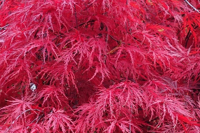 Arce japonés palmeado 'Garnet' - Acer palmatum dissectum