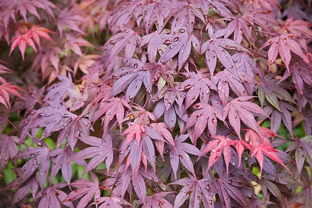 Arce japonés 'Shaina' - Acer palmatum