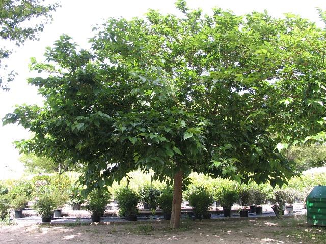 Morera platanifolia - Morus alba Kagayamae - Morera sin frutos