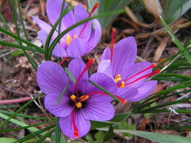 Azafrán - Crocus sativus - Bulbos