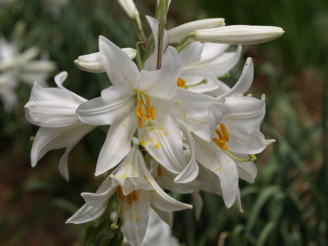 Azucena blanca - Lilium candidum