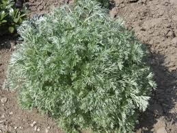 Ajenjo - Artemisia absinthium
