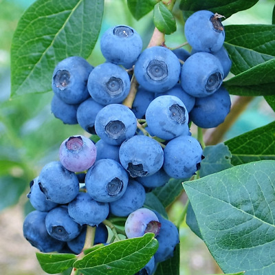 Arándano azul Herbert - Vaccinium corymbosum