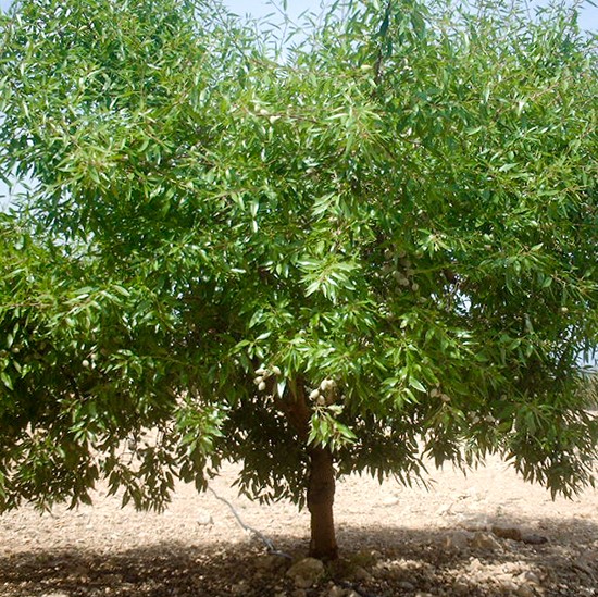 Almendro tardona - Prunus dulcis