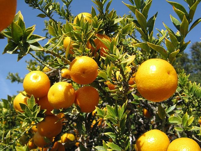 Naranjo moruno - Citrus myrtifolia