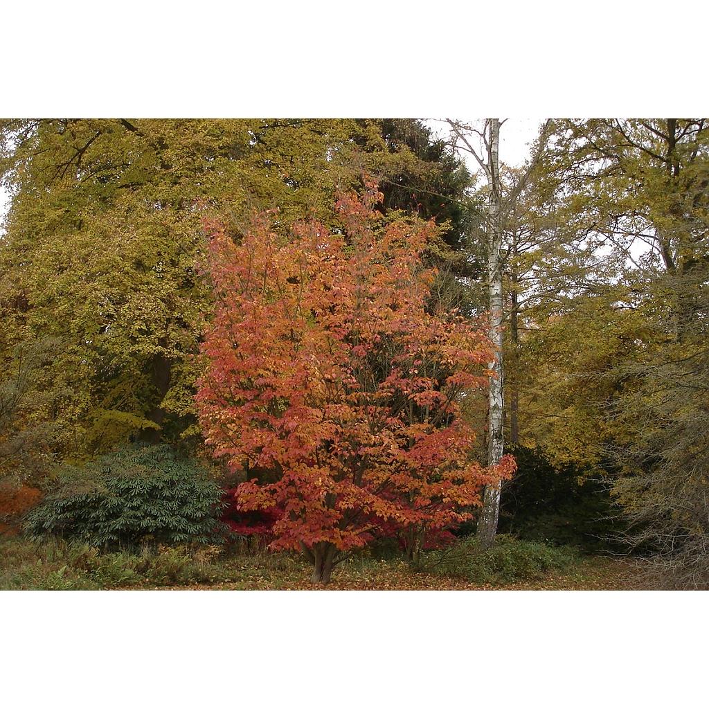 Arce rojo japonés - Acer capillipes