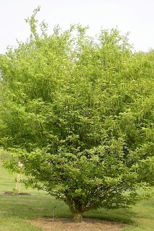 Arce de hojas de carpe - Acer carpinifolium