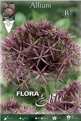 Allium Christophii Morado - Ajo ornamental - Bulbos