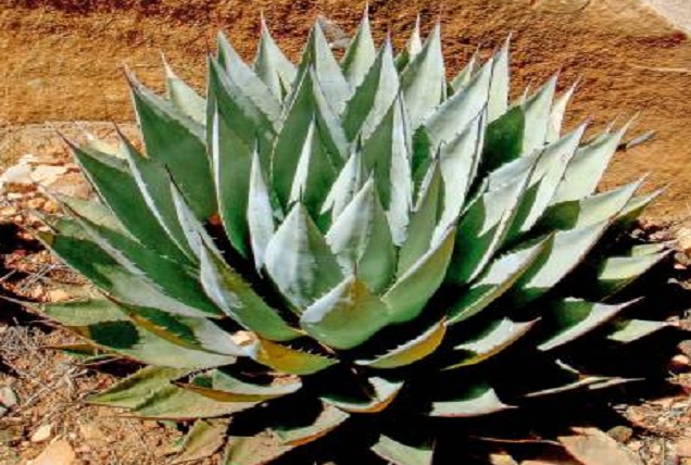 Agave parryi var. Couesii