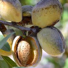 Almendro Garrigues - Prunus dulcis
