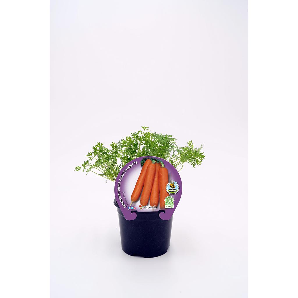 'Zanahoria - Daucus carota