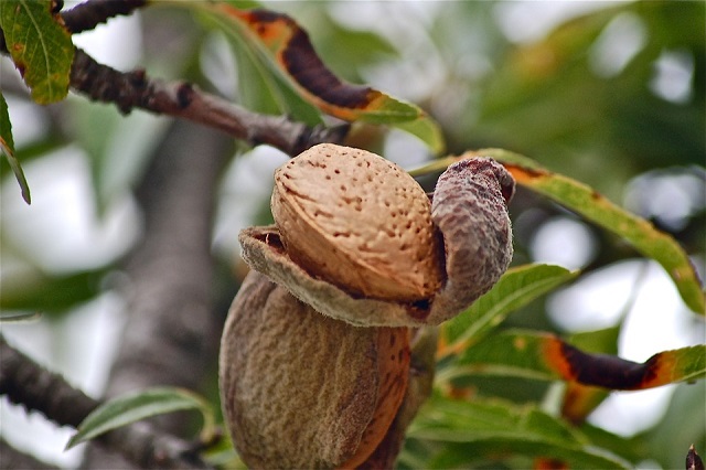 Almendro Avijor - Prunus dulcis