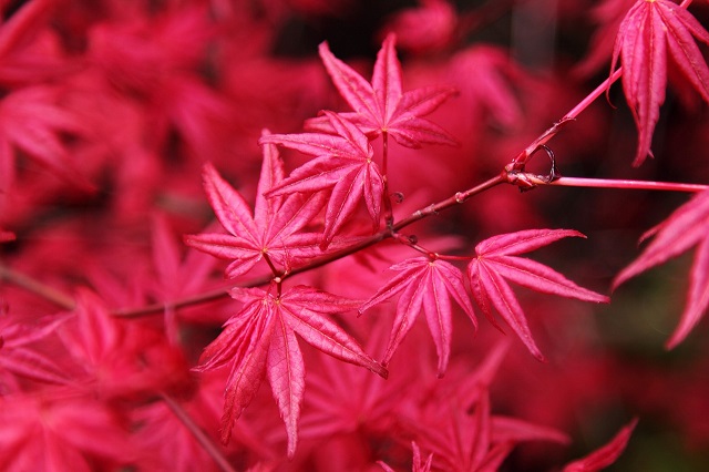 Arce japonés 'Pink Passion' - Acer palmatum