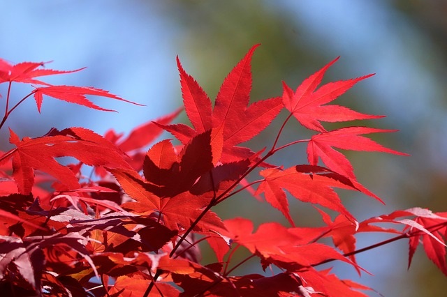 Arce japonés 'Twombly's red sentinel' - Acer palmatum