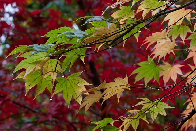 Arce japonés 'Jordan' - Acer shirasawanum
