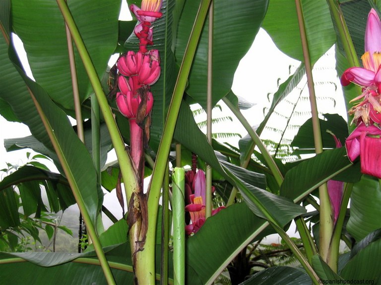 Bananero rojo Red Dacca - Musa acuminata Red Dacca