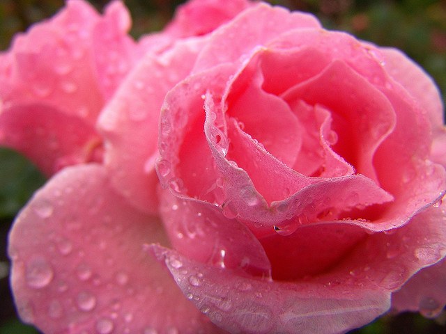 Rosal Queen Elizabeth Cásico - Flor rosa