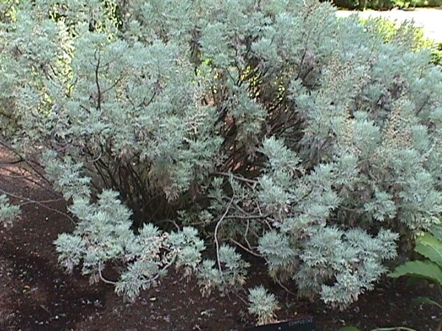 Abrótano - Artemisia arborescens