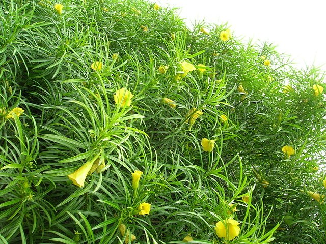 Adelfa amarilla - Thevetia peruviana - Laurel amarillo