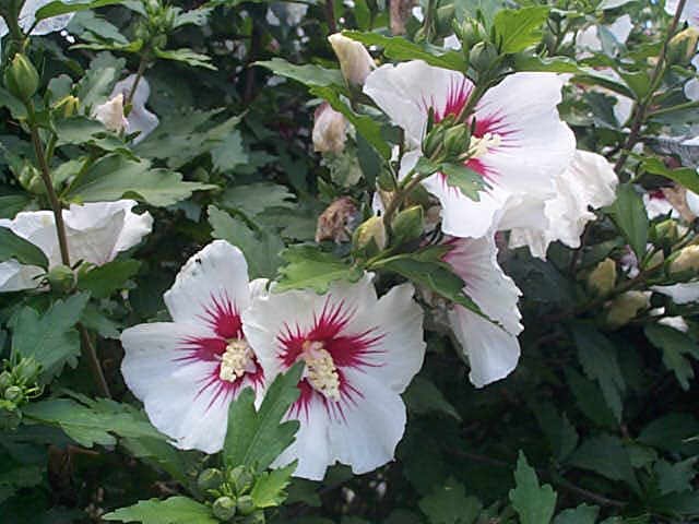 Altea - Hibiscus syriacus