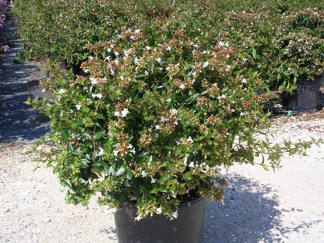 Abelia grandiflora - floribunda