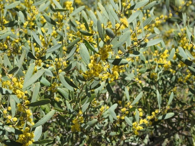 Acacia rastrera - Acacia redolens - Alfombra del desierto