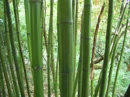 Bambú gigante - Phyllostachys bambusoides