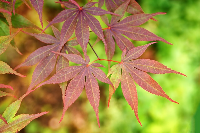 Arce japonés - Acer palmatum