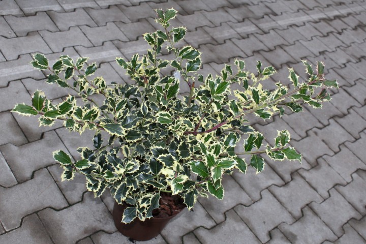 Acebo Silver Queen - Ilex aquifolium
