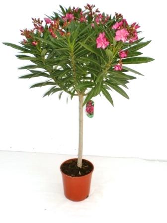 Adelfa - Nerium oleander - Copa