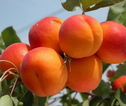 Albaricoque Paviot - Prunus armeniaca