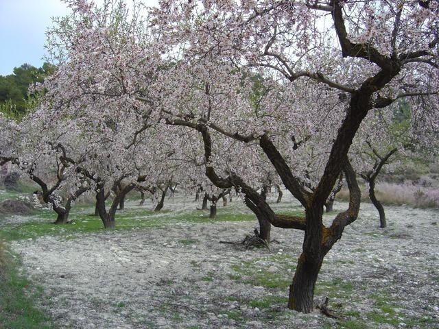 Almendro Ferragnés - Prunus dulcis