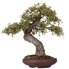 Quejigo - Quercus faginea - Bonsai