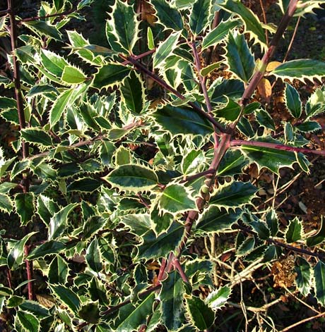 Acebo común Handsworth New Silver - Ilex aquifolium