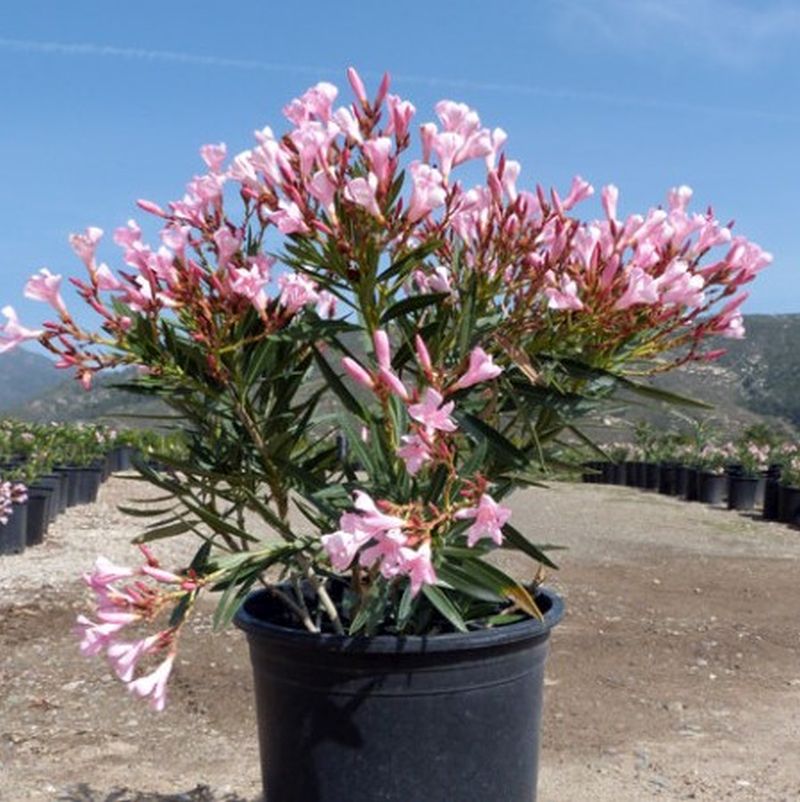 Adelfa mini - Nerium oleander