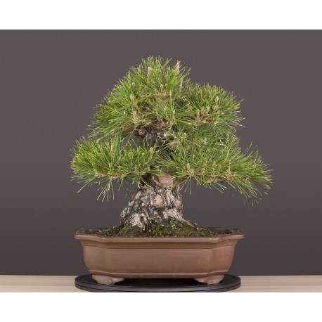 Pino japonés de Thunberg - Pinus thunbergii - Bonsai