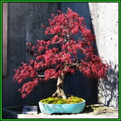 Arce japonés palmeado púrpura - Acer palmatum dissectum - Bonsai