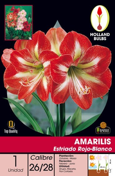 Amariles estriado blanco-rojo - Amaryllis - Bulbos