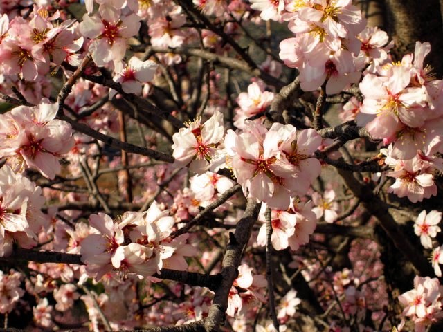 Almendro Glorieta - Prunus dulcis