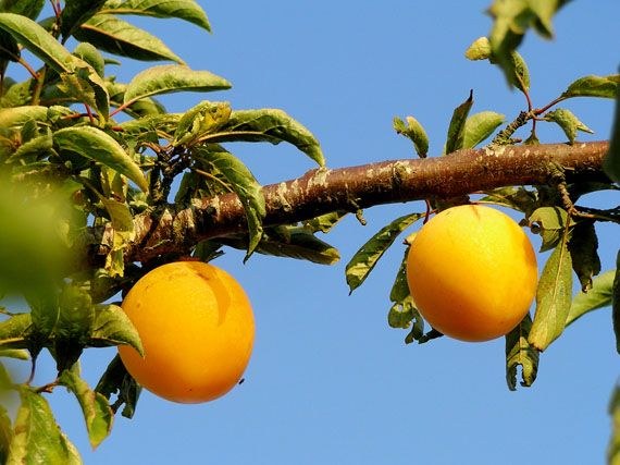 Albaricoque Corbato - Prunus armeniaca