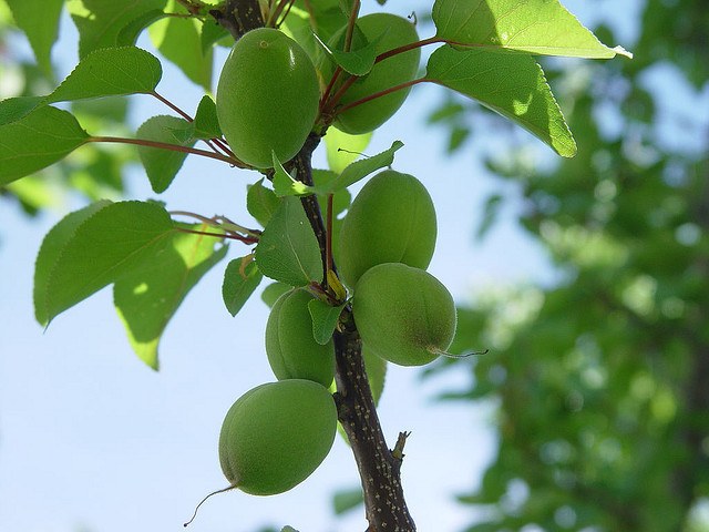 Albaricoque Currot - Prunus armeniaca