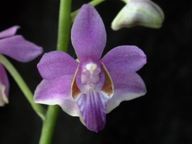 Orquídea Pulcherrima - Phalaenopsis pulcherrima