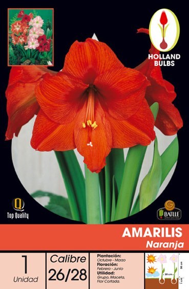 Amariles naranja - Amaryllis - Bulbos