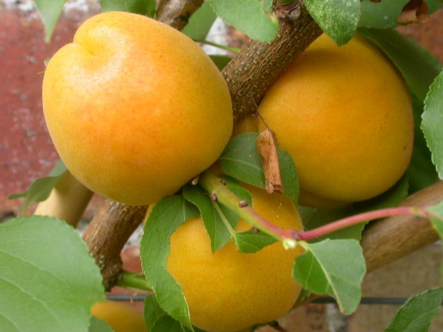 Albaricoque rojo Palabras - Prunus armeniaca