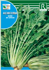 Achicoria Barbe de Capucin - Cichorium intybus - Semillas -Rocalba