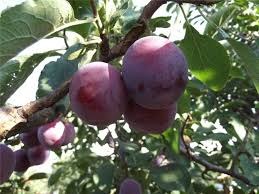 Ciruelo Angeleno negro - Prunus domestica