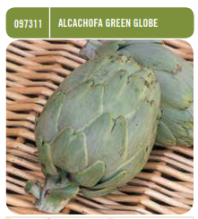 Alcachofa Green Globe - Cynara scolymus - Semillas - Batlle