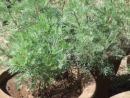 Ajenjo dulce - Artemisia annua - Semillas naturales